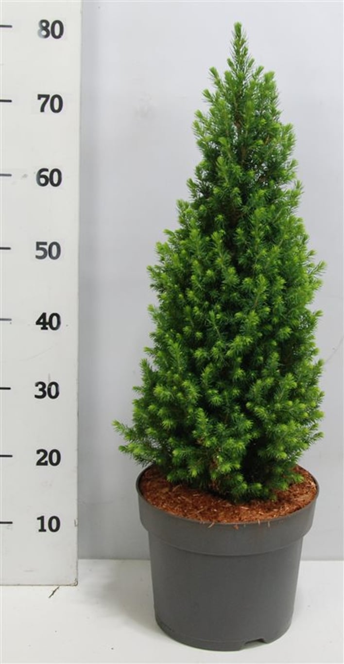 Picea glauca 'Perfecta' (Conica) - C7.5 60-70 CM